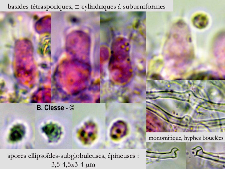 Trechispora mollusca