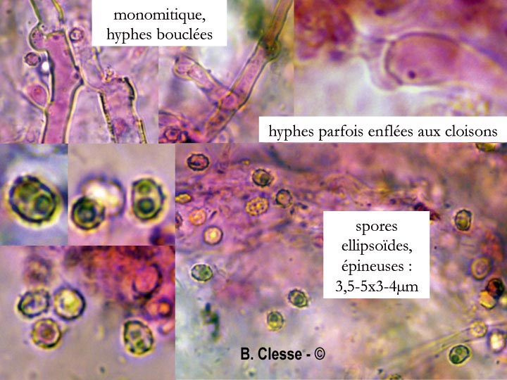 Trechispora mollusca