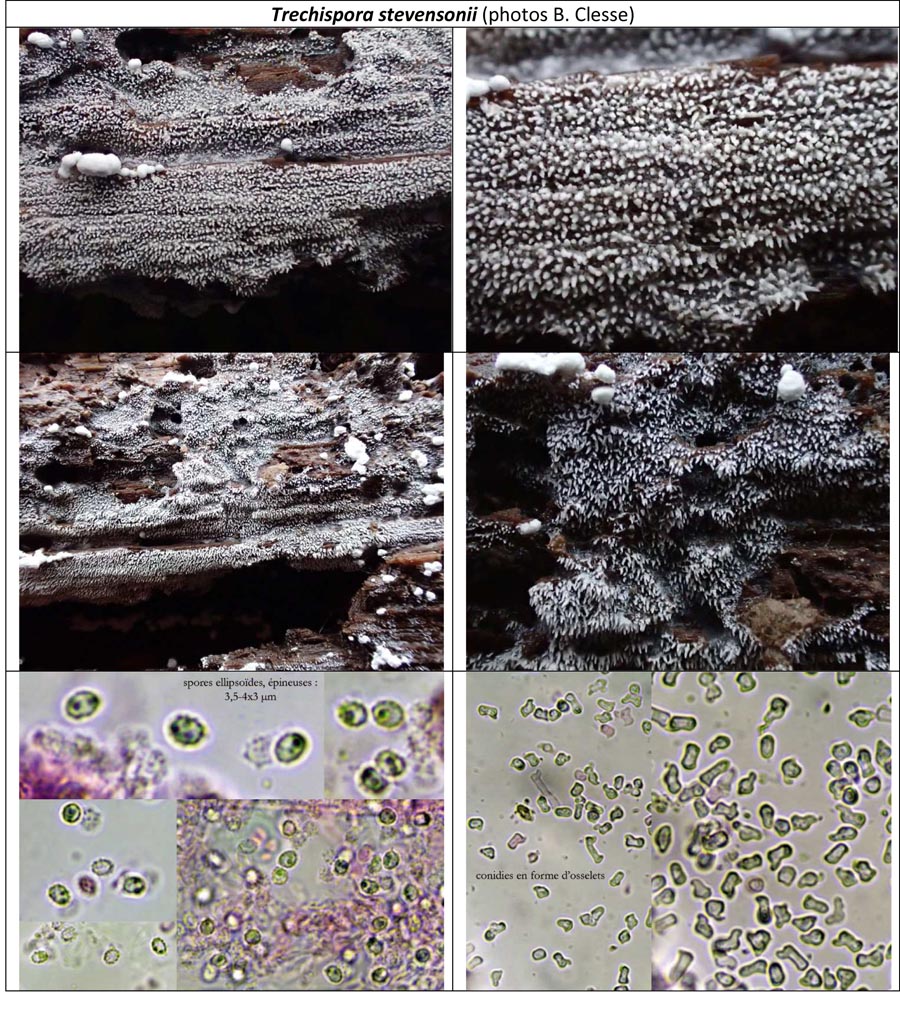 Trechispora stevensonii