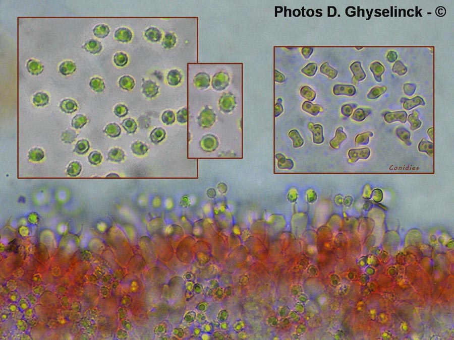 Trechispora stevensonii