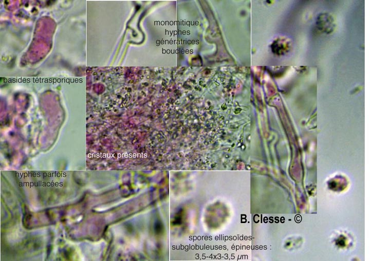 Trechispora mollusca