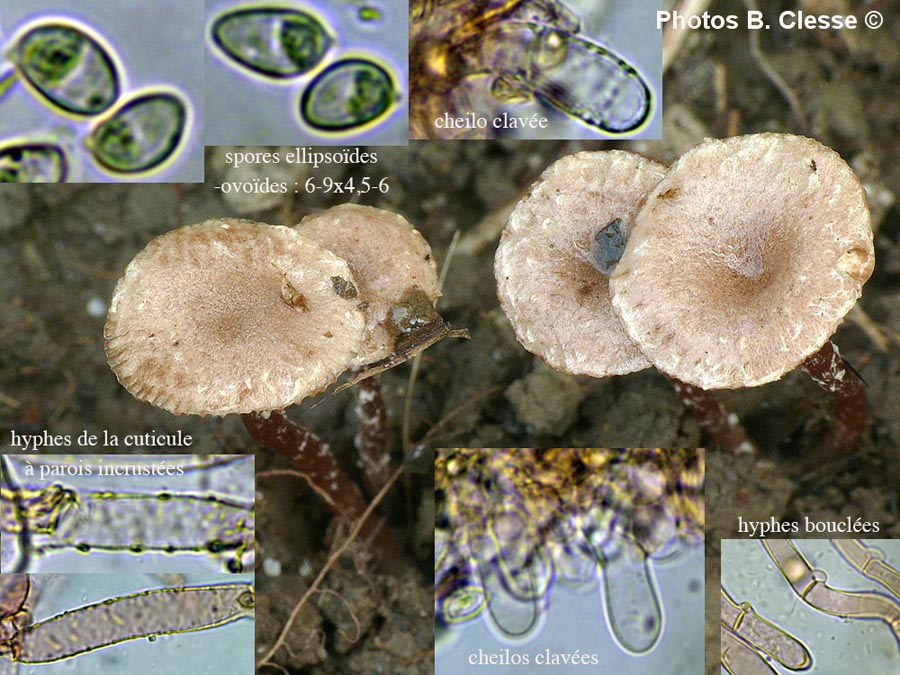 Tubaria conspersa