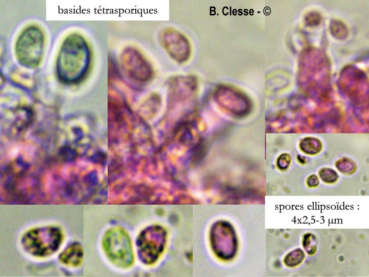 Tubulicrinis accedens