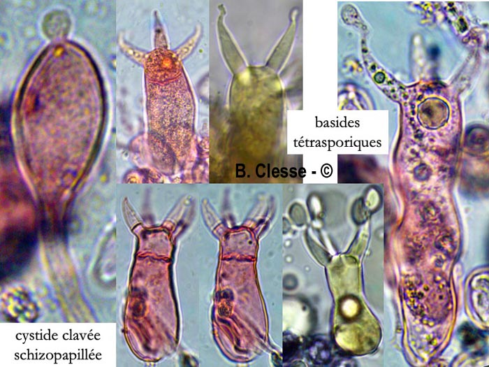 Aleurodiscus aurantius