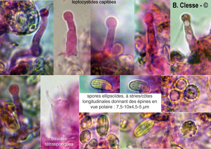 Xenasma pulverulentum