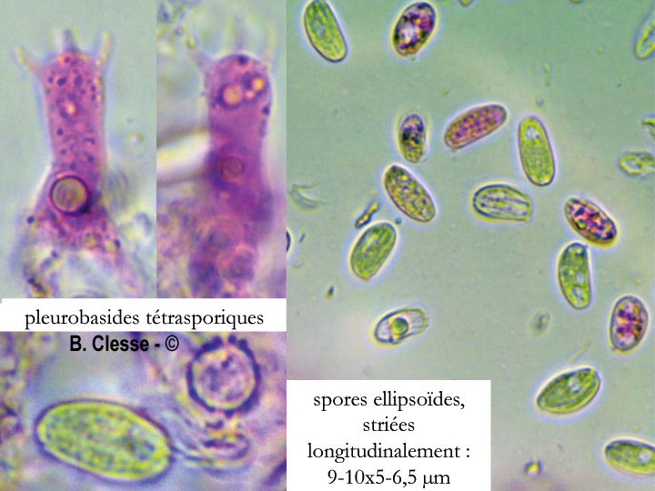 Xenasma pulverulentum