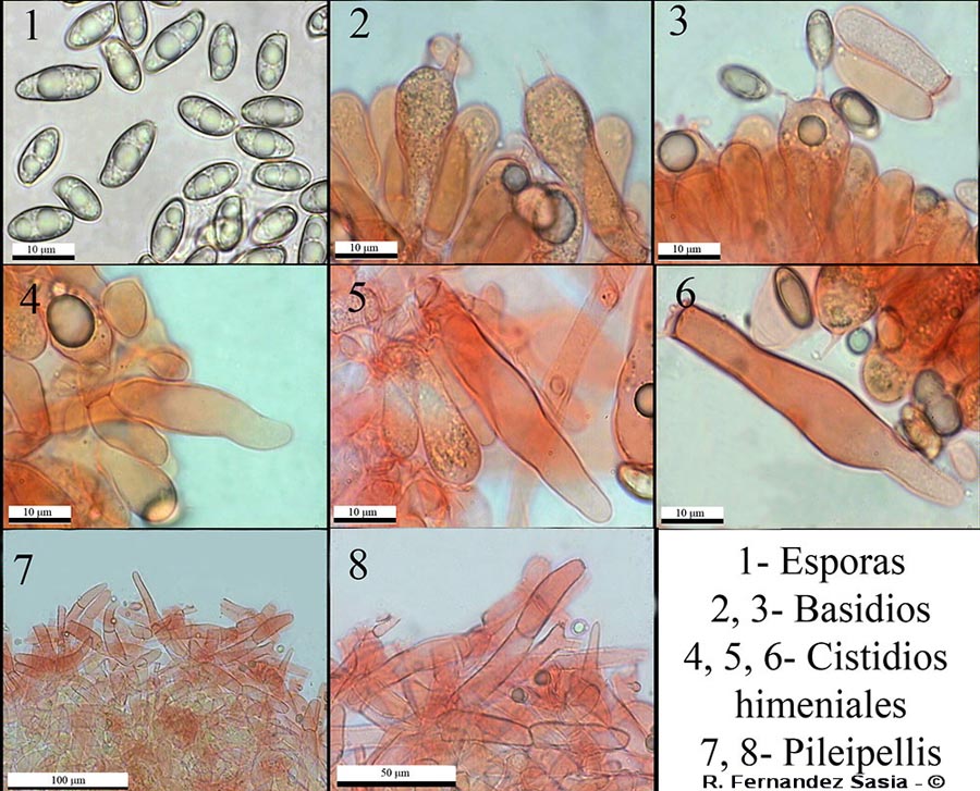 Xerocomus moravicus