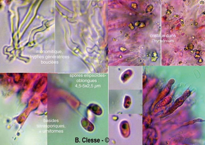 Lyomyces crustosus (Xylodon crustosus)
