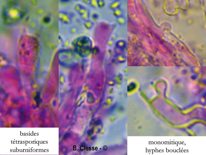 Lyomyces crustosus (Xylodon crustosus)