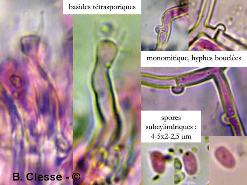 Xylodon nespori