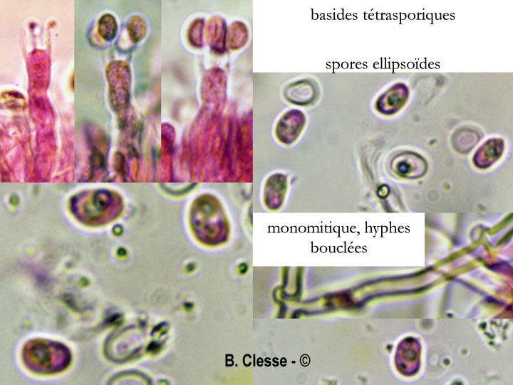 Xylodon pruni