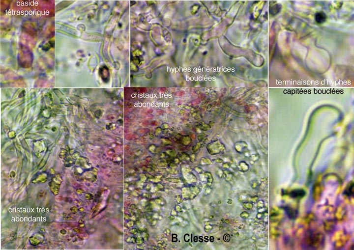Xylodon raduloides (Schizopora radula)