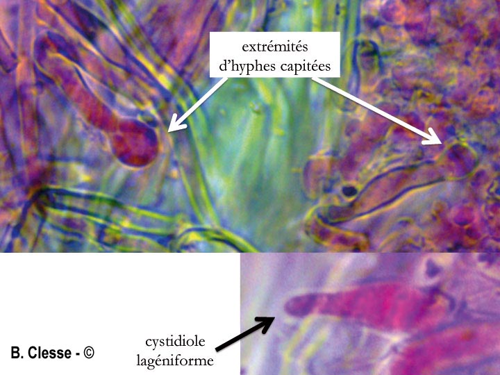 Xylodon raduloides (Schizopora radula)