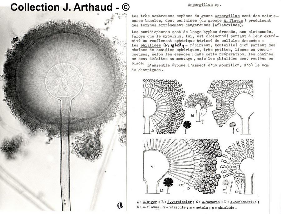 Aspergillus sp.