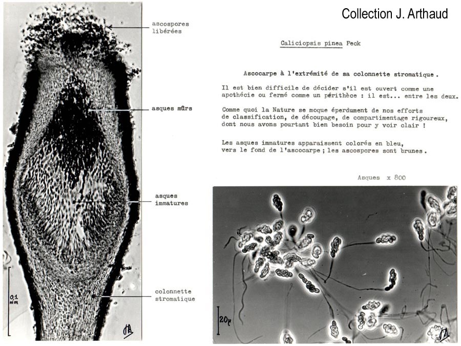 Caliciopsis pinea