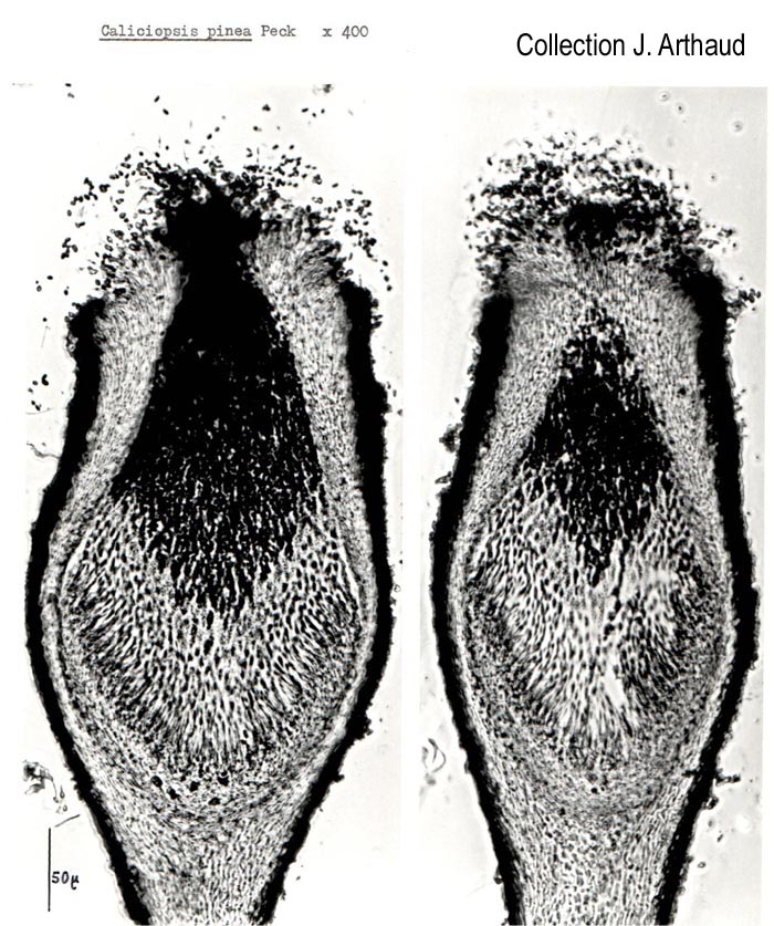 Caliciopsis pinea