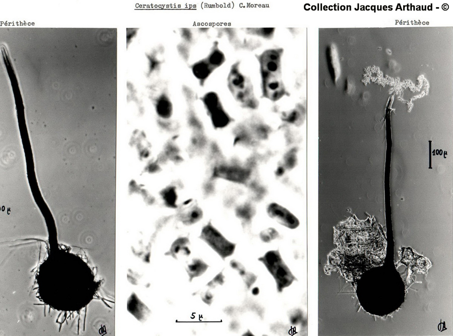 Ceratocystis ips