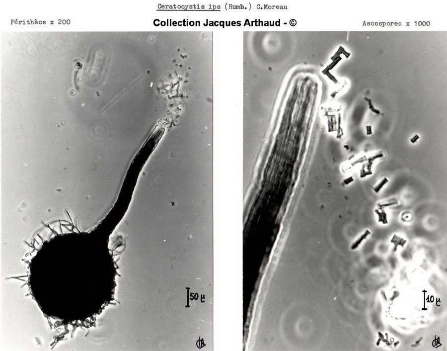 Ceratocystis ips