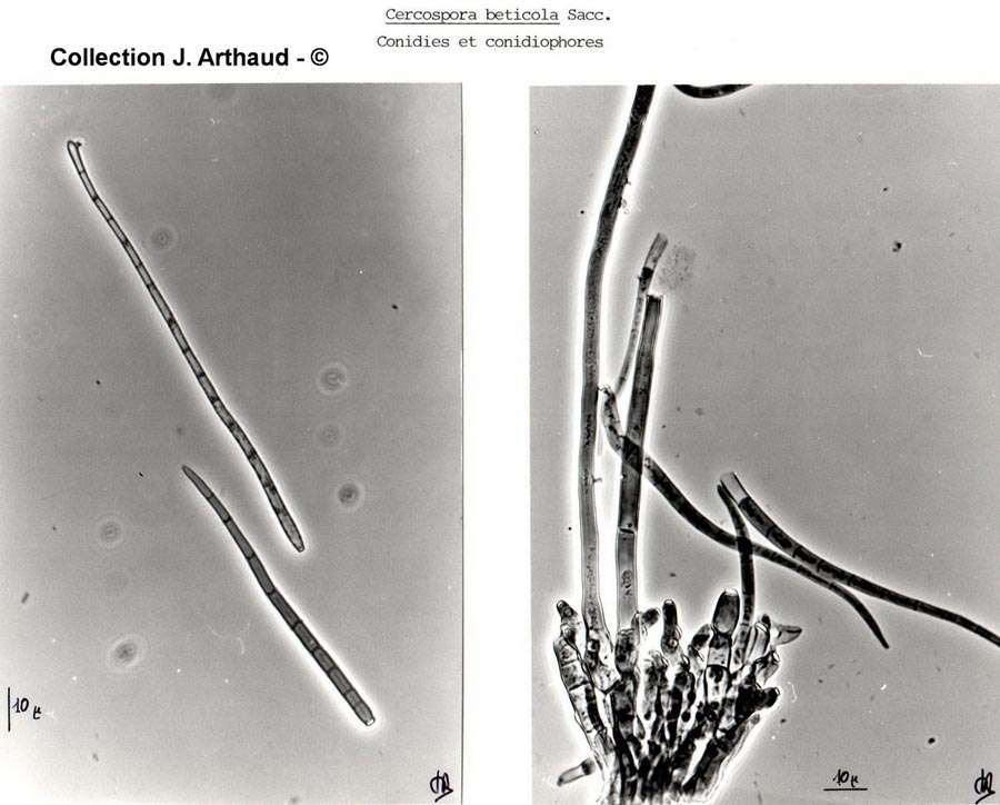 Cercospora beticola