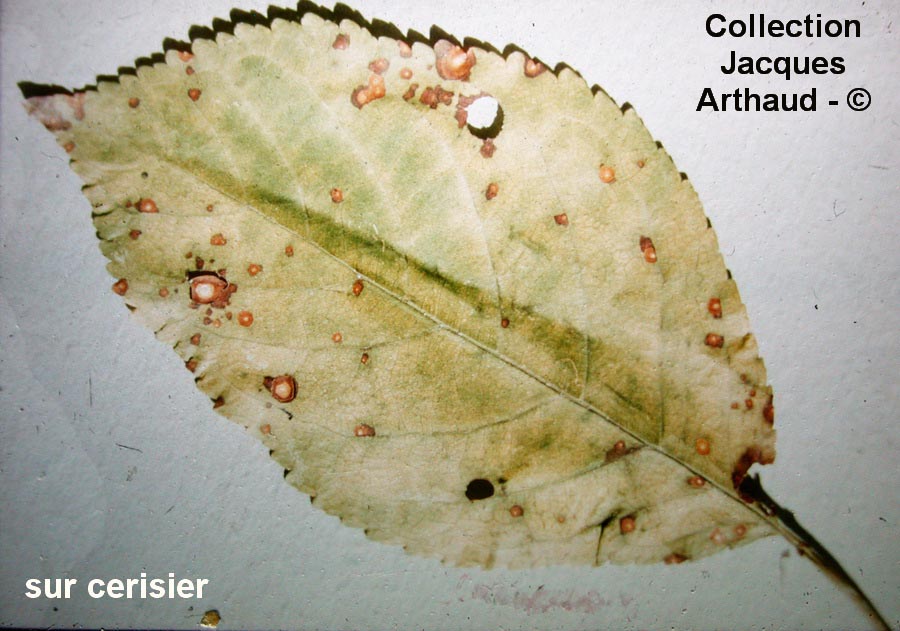 Cercospora circumscissa