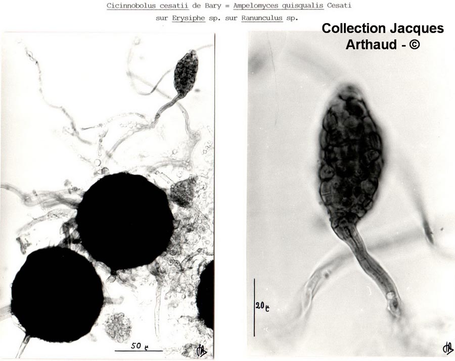 Cicinnobolus cesatii