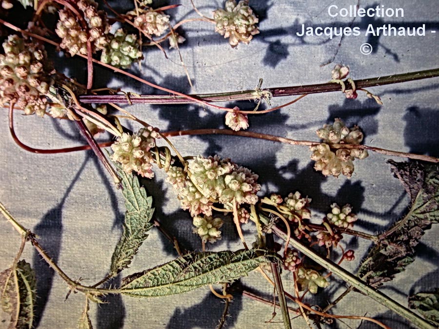 Cuscuta sp.