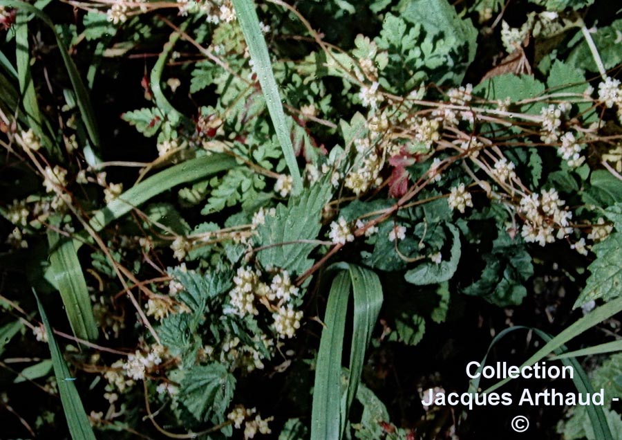 Cuscuta sp.