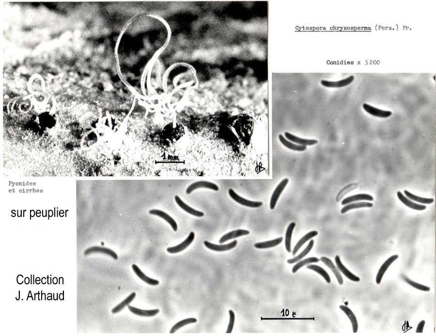 Cytospora chrysosperma