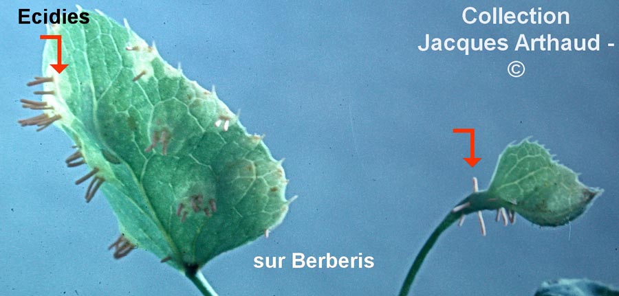 Puccinia graminis