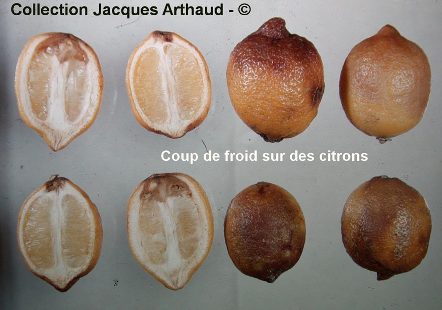 Froid sur citron