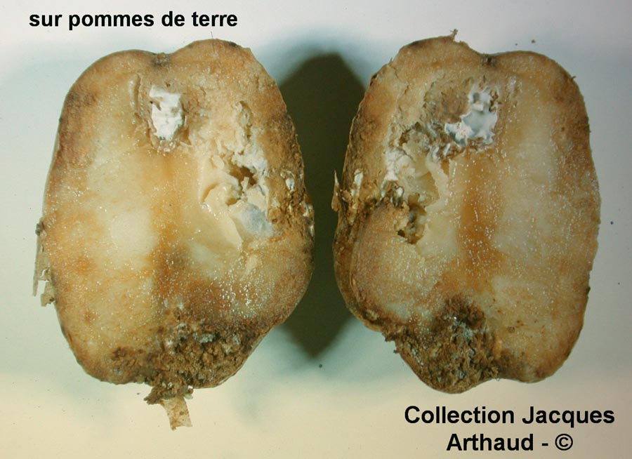 Fusarium coeruleum