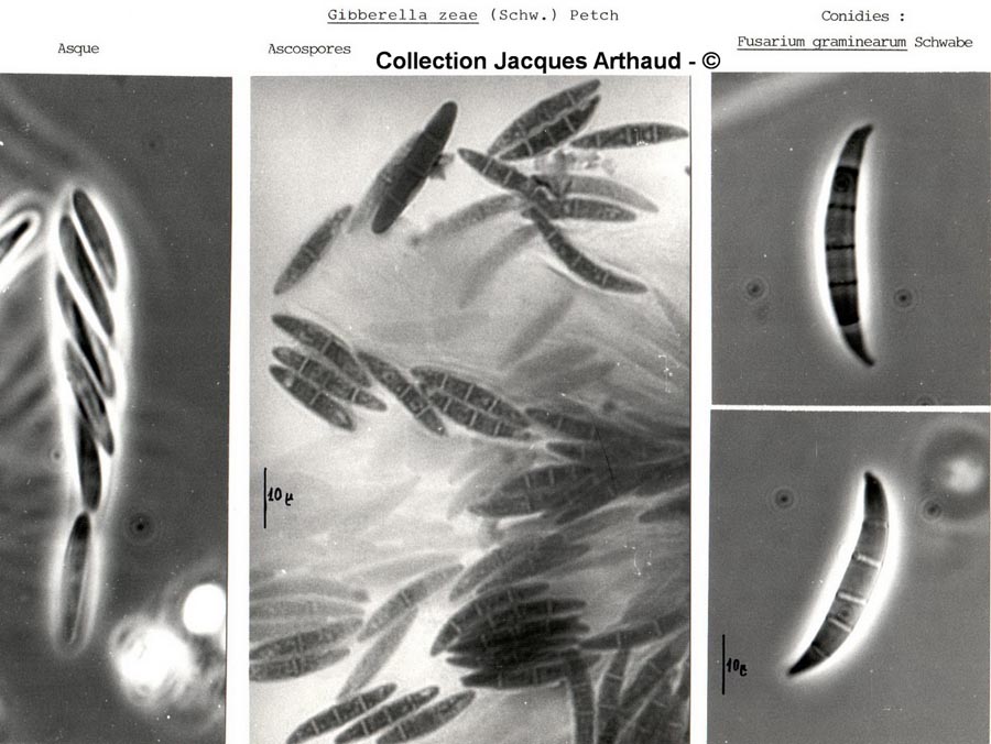 Gibberella zeae (Fusarium graminearum)