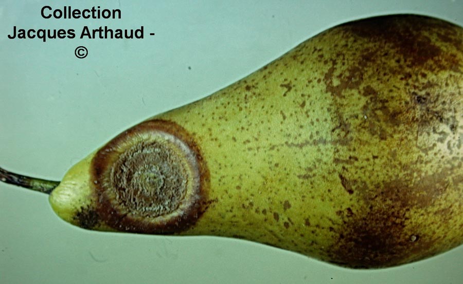 Gloeosporium perennans