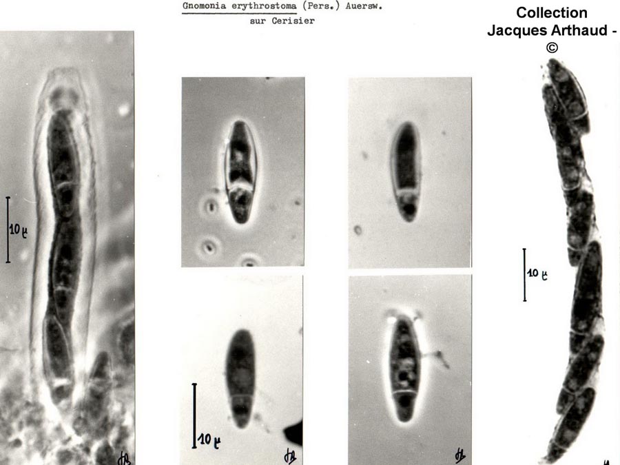 Gnomonia erythrostoma