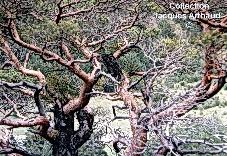 Gui sur Pinus sylvestris