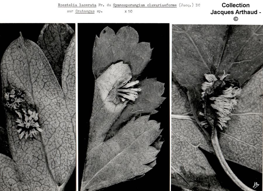 Gymnosporangium-clavariaeformeJA.jpg