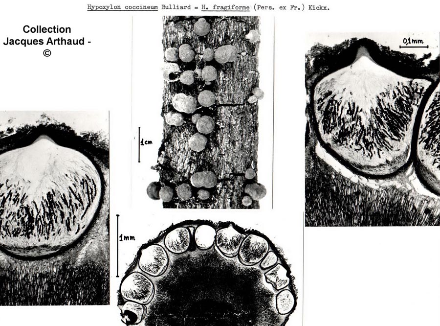 Hypoxylon fragiforme