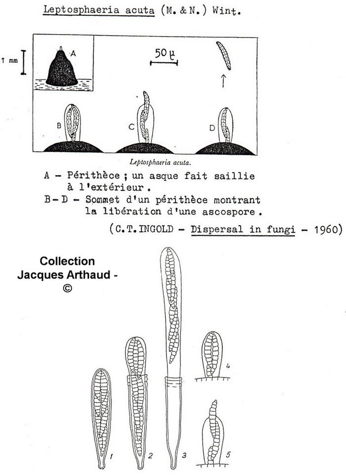 Leptosphaeria acuta