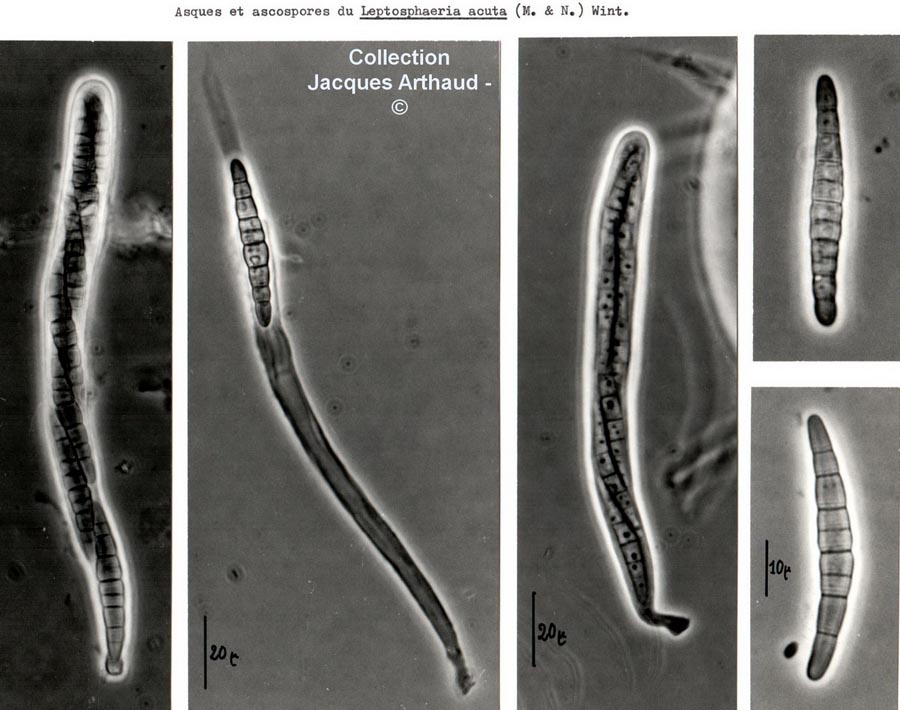 Leptosphaeria acuta