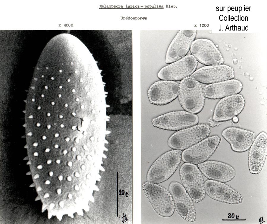 Melampsora allii-populina