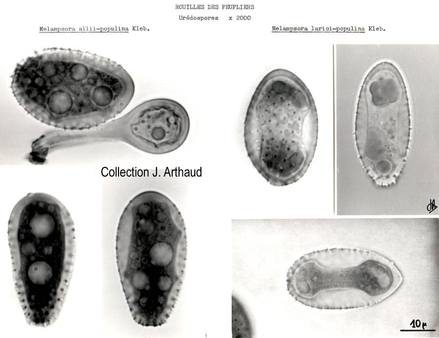 Melampsora allii-populina