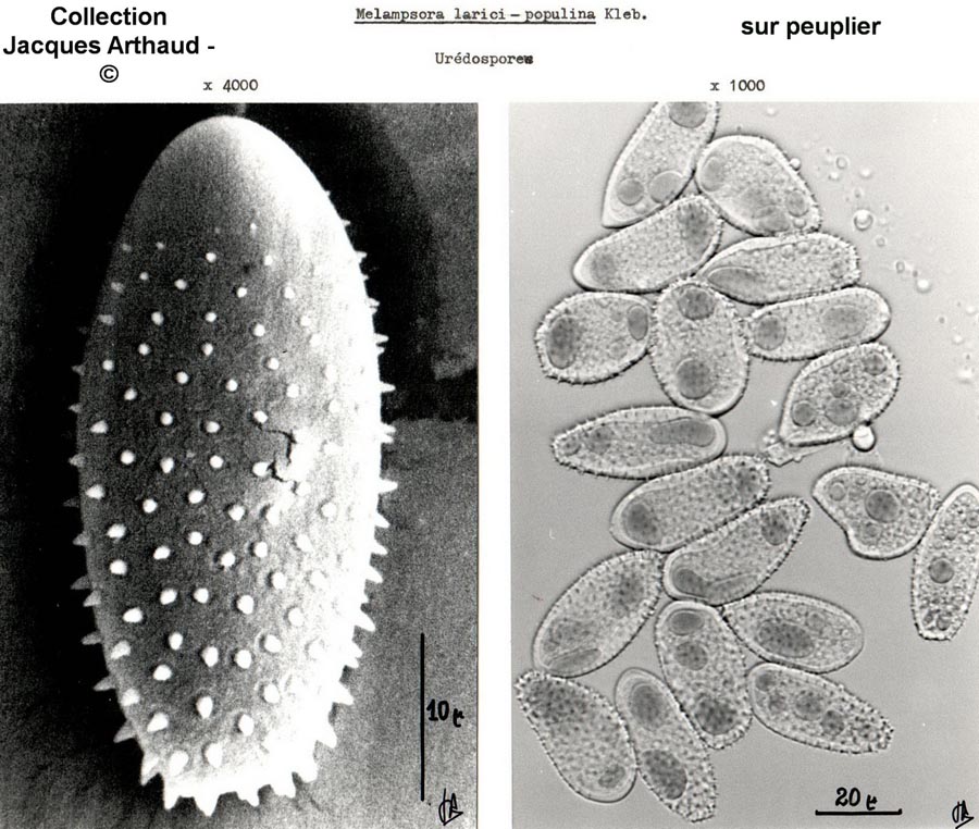 Melampsora larici-populina