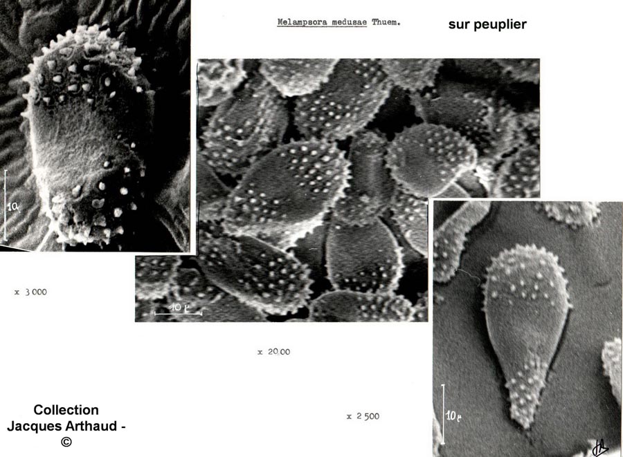 Melampsora medusae