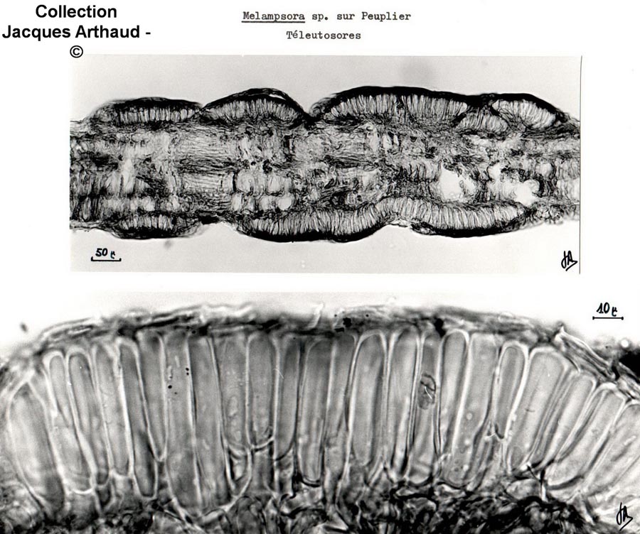 Melampsora sp.