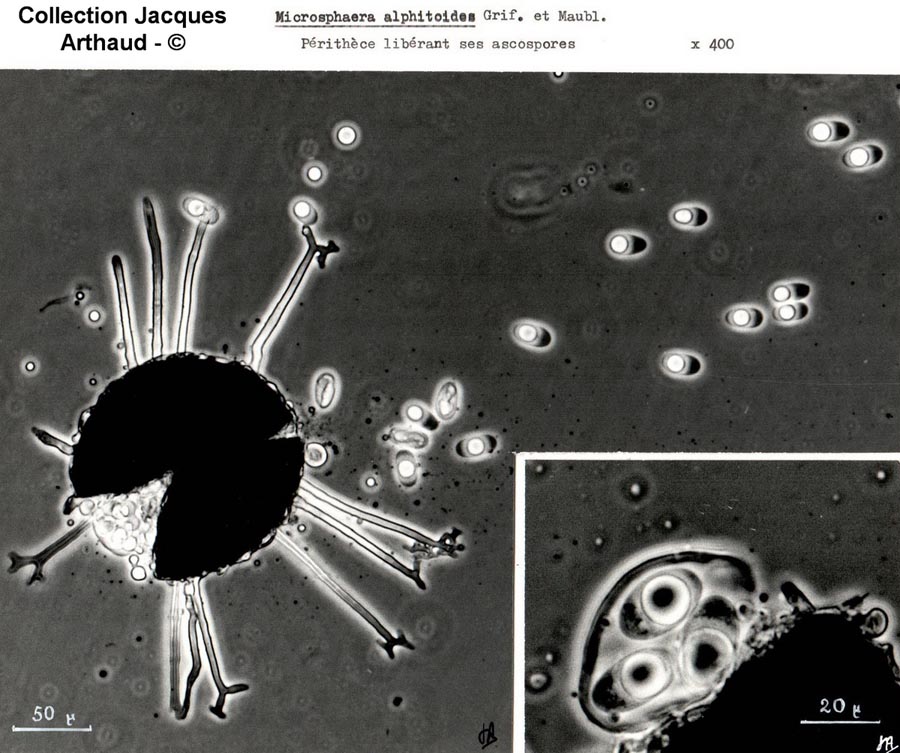 Microsphaera alphitoides