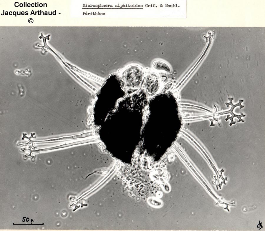 Microsphaera alphitoides