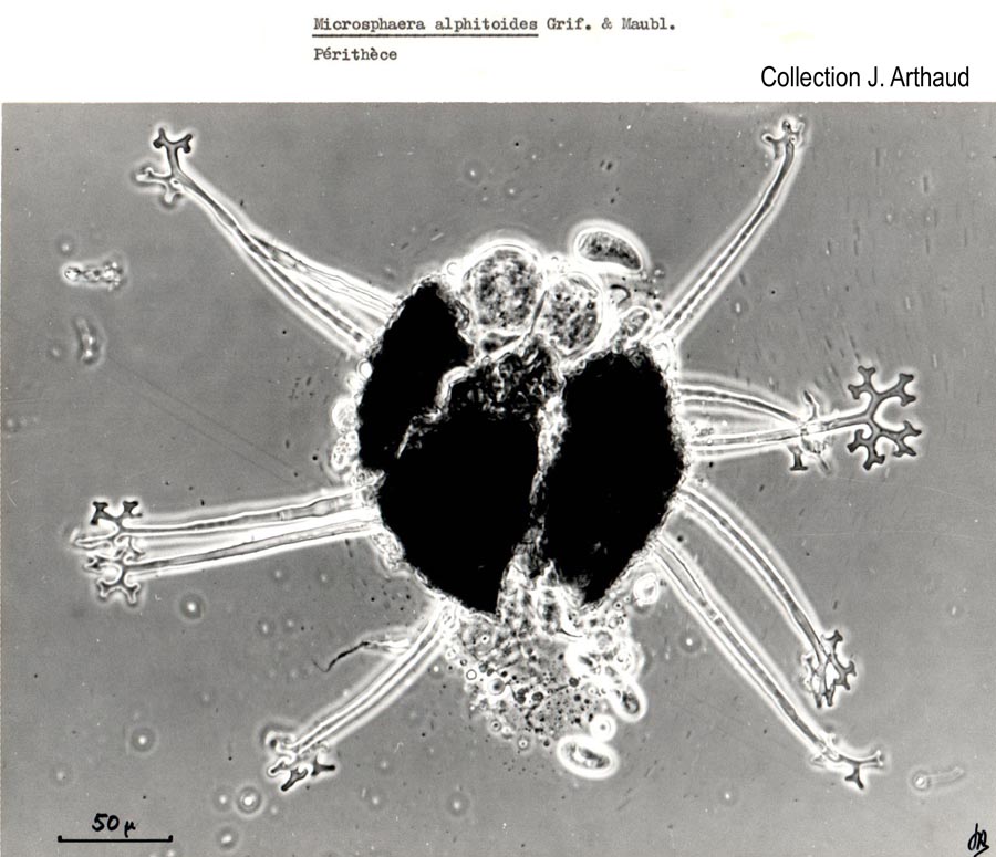 Microsphaera alphitoides