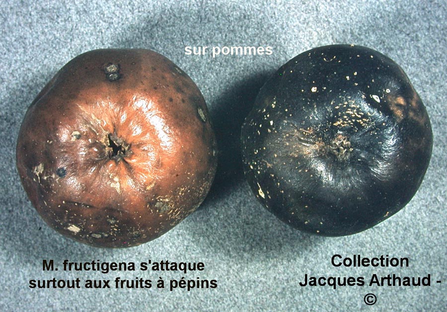 Monilia fructigena sur pomme