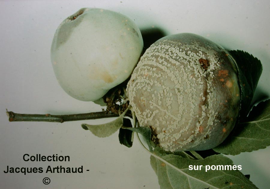 Monilia fructigena sur pomme