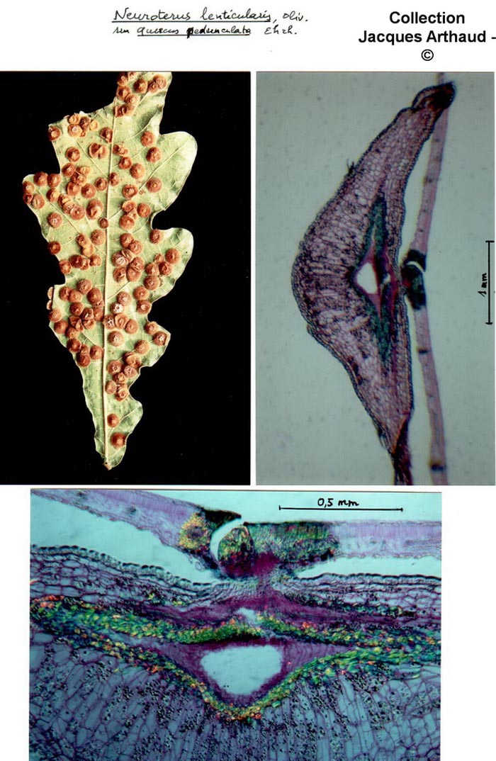 Neuroterus lenticularis